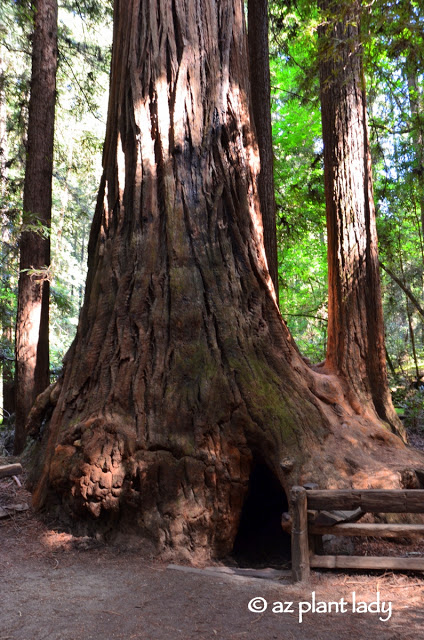 wooden cave