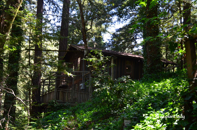 Old Family Cabin