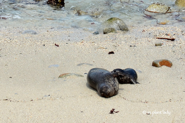 harbor seals