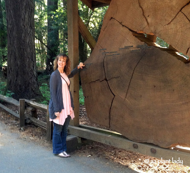 Redwoods State Park