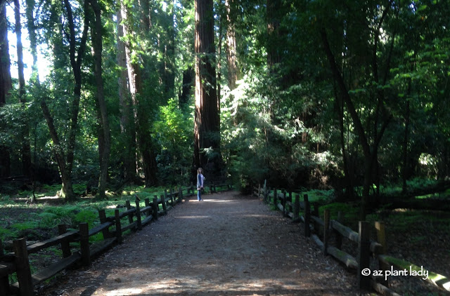 Redwoods State Park , See how tiny I am compared to the trees?