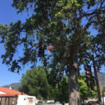 old, oak tree