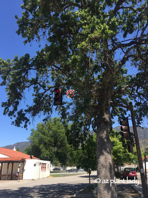 old, oak tree