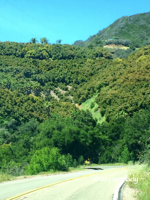 avocado groves