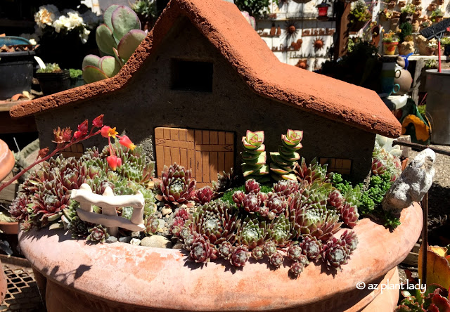 A variety of Echeveria adds a whimsical touch to this fairy house