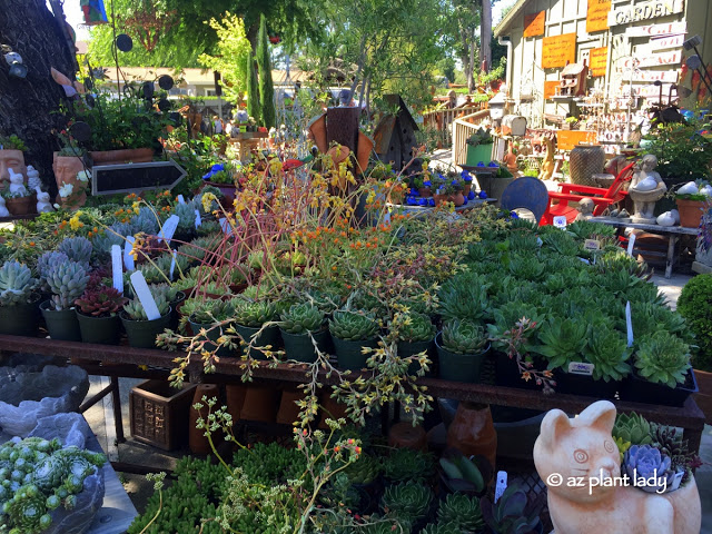  variety of succulents