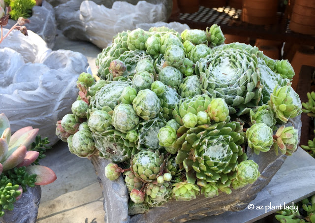 Spider Web Hens and Chicks (Sempervivum arachnoideum) 