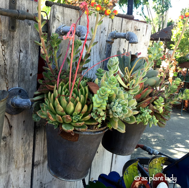 A plant rack made from metal pipes