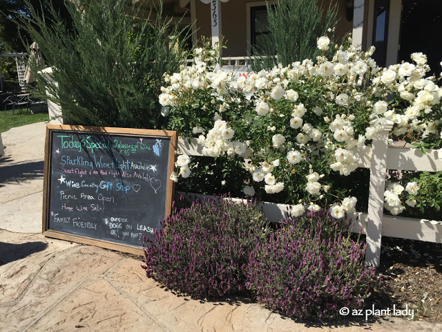 Spanish lavender and white Iceberg roses