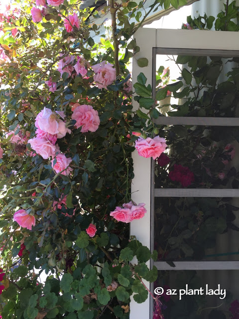 pink climbing rose