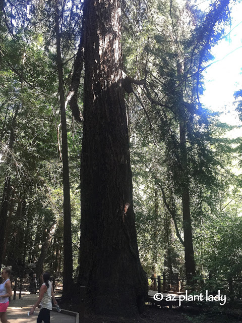  large redwood trees 