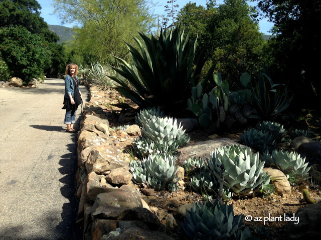 Agave angustifolia and Agave parryi 'truncata'.