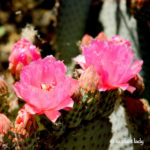 Beavertail prickly pear (Opuntia basilaris)