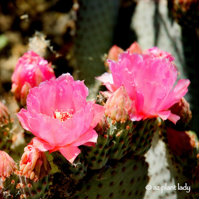 Cactus Blooms in Arizona