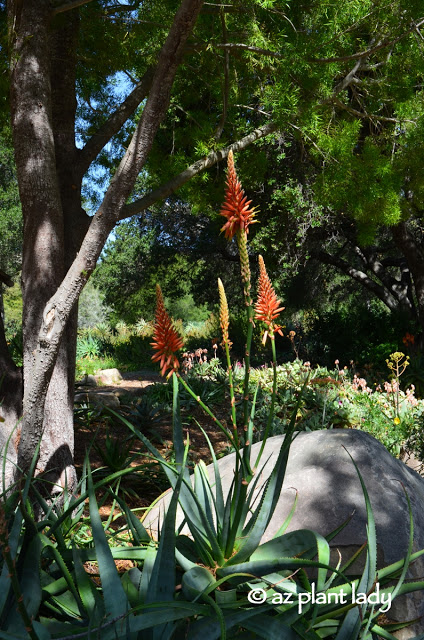 Aloe arborescens