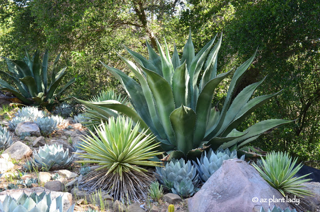 Agave angustifolia and Agave parryi 'truncata'.