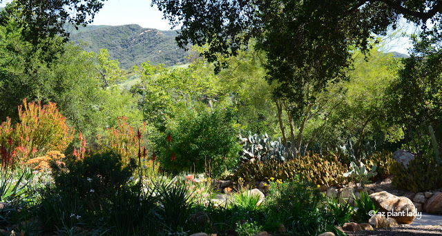  nice collection of agave and prickly pear cacti