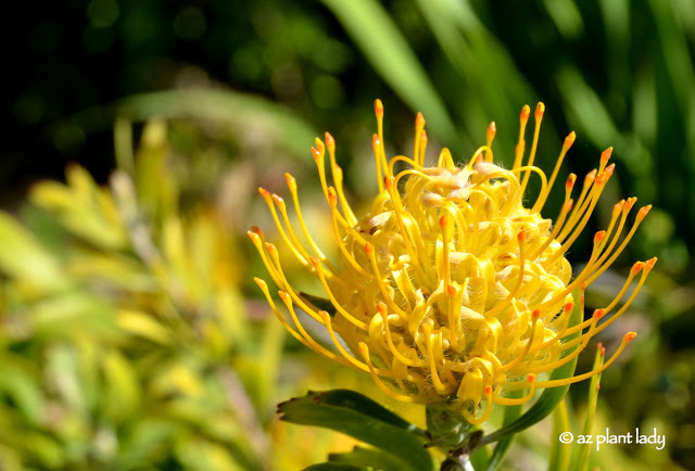 Yellow Protea flower