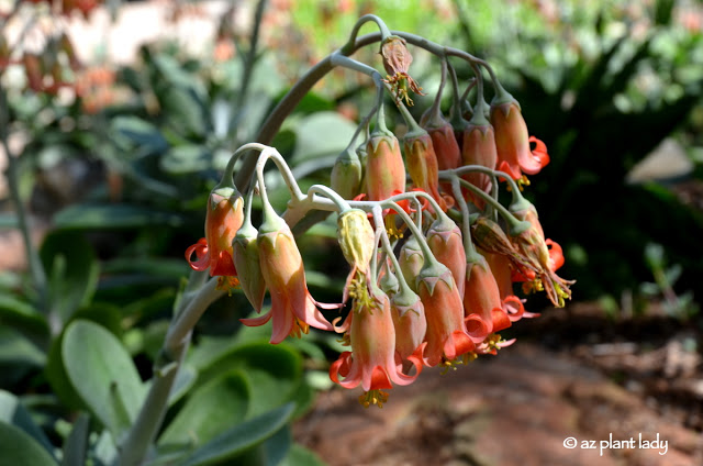 Elk Horn (Cotyledon orbiculata) 