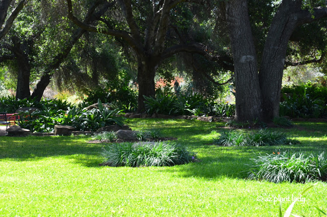 majestic oak trees