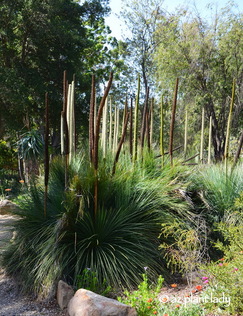Australian grass tree (Xanthorrhoea quadrangulata)