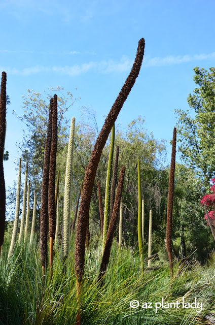 Australian grass tree (Xanthorrhoea quadrangulata)