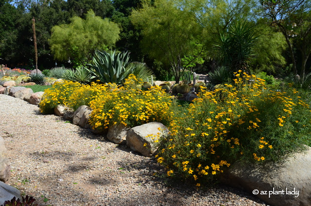 Mexican Marigold (Tagetes lemmonii)