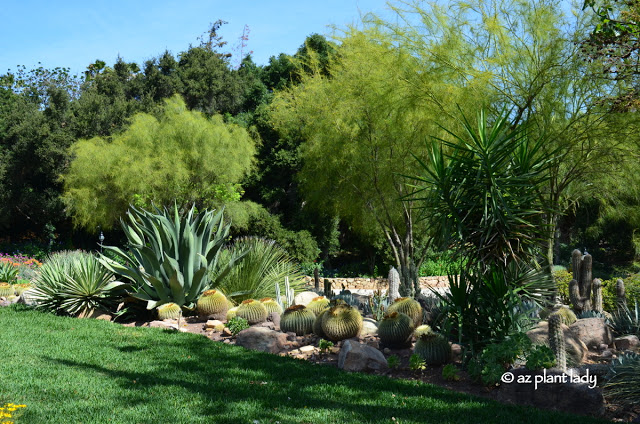 Artichoke agave (Agave parryi 'truncata') and 'Blue Glow' agave