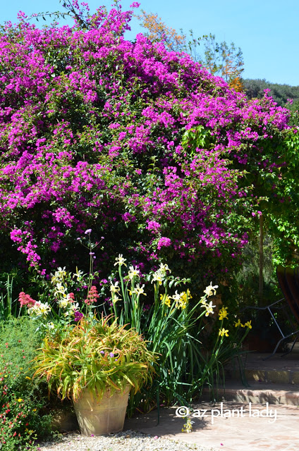 Bougainvillea, yellow iris and a container filled with succulents 