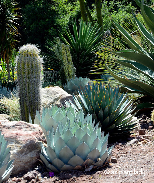 Artichoke agave (Agave parryi 'truncata') and 'Blue Glow' agave