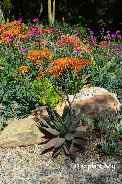 dark pink flowers of rock purslane (Calandrinia spectabilis)