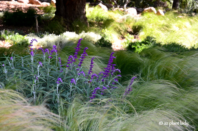  Mexican bush sage (Salvia leucantha) with Mexican feather grass (Stipa tenuissima) 