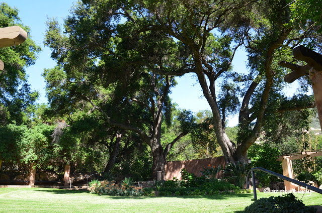 Majestic oak trees 