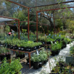 SouthwestNurseryhowtoselectplants