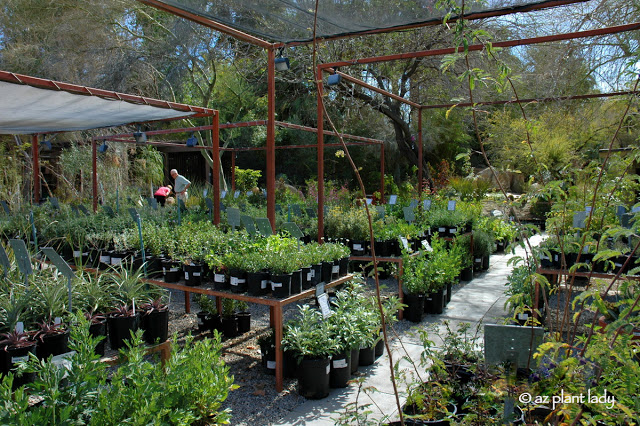 SouthwestNurseryhowtoselectplants