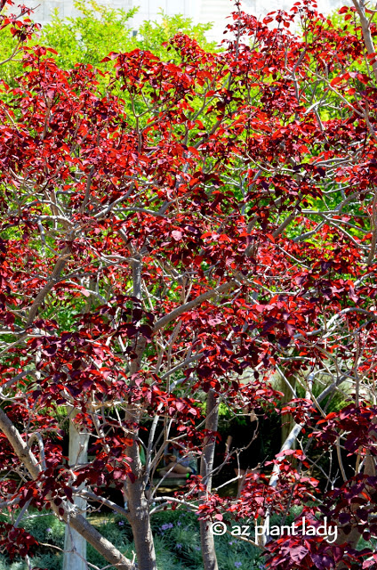 Purple leaf plum trees