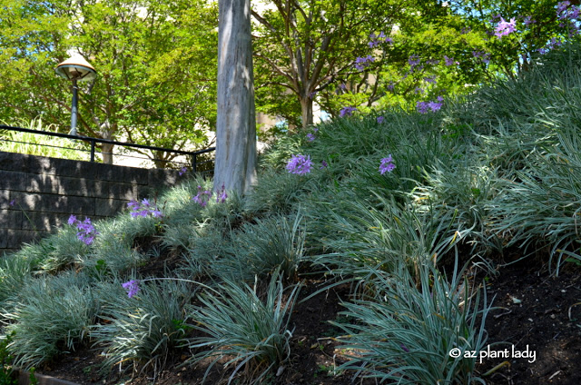 Tulbaghia violacea 'Silver Lace