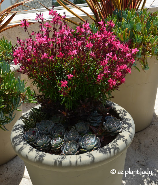 pink gaura and echeveria