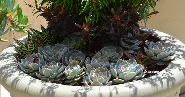 succulents 