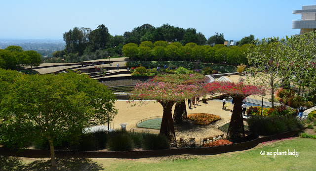 bougainvillea towers