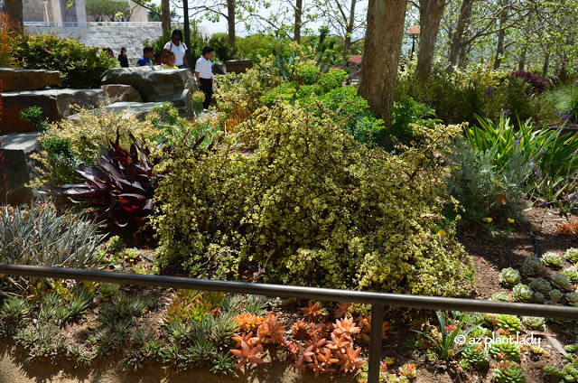 Variegated elephant's food (Portulacaria afra 'Variegata') takes center stage in this part of the Stream Garden, Los Angeles