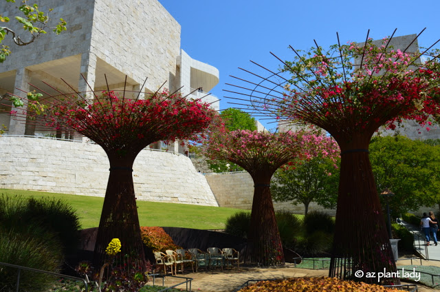 bougainvillea 