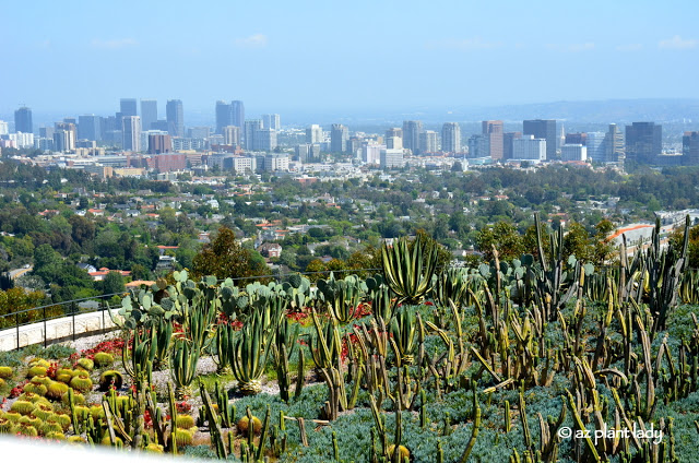 panoramic views of the city of Westwood and UCLA