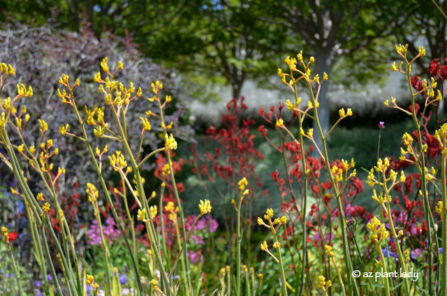 Red and yellow kangaroo paw were starting to bloom, Los Angeles 