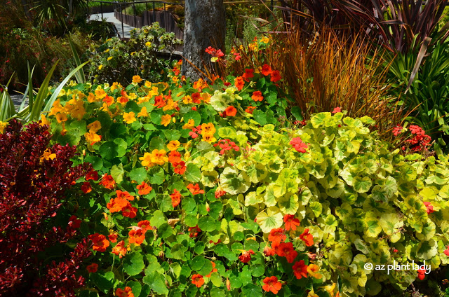 Variegated nasturtium alongside the regular form of nasturtiums.