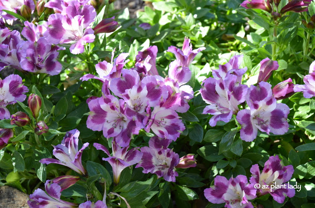  Mexican bush sage (Salvia leucantha)