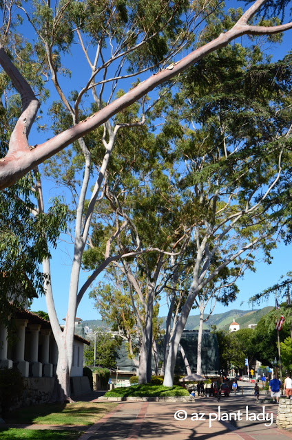 eucalyptus trees