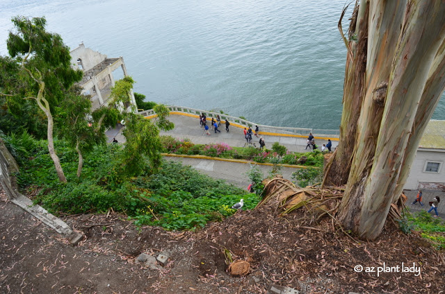 California Road Trip: Day 8 - The Gardens of Alcatraz