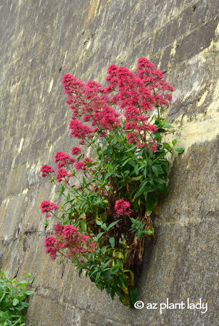  red valerian (Centranthus ruber)