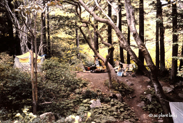 campground years ago with our much-loved yellow and blue tent